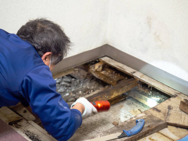 Best Mold Removal Company Near Me  in Springfield, MA