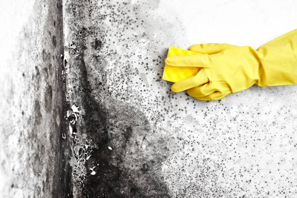 Best Mold Removal and Inspection  in Springfield, MA