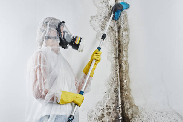 Best Residential Mold Removal  in Springfield, MA