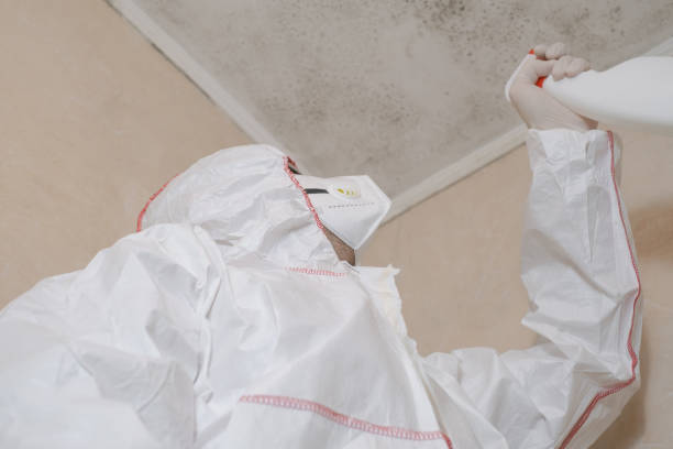Best Mold Remediation  in Springfield, MA