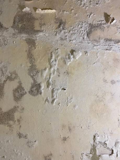 Certified Mold Removal in Springfield, MA
