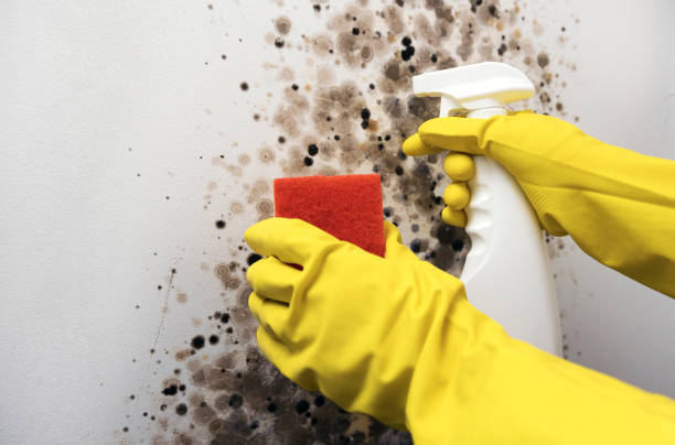 Best Residential Mold Removal  in Springfield, MA