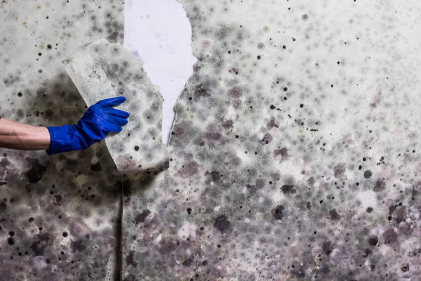 Best Mold Damage Repair  in Springfield, MA