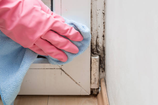 Best Mold Removal and Inspection  in Springfield, MA