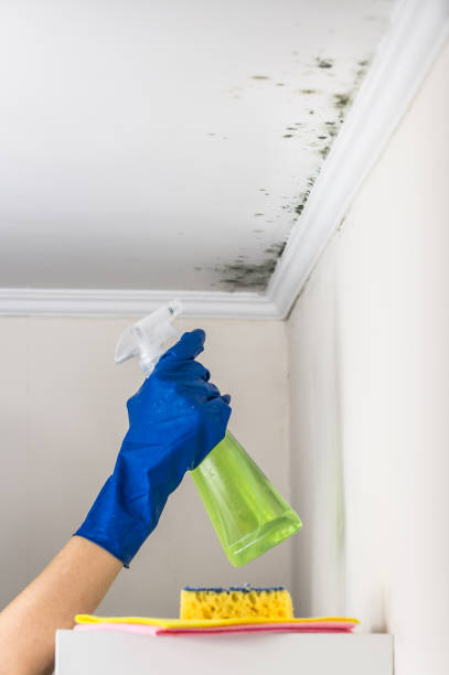 Mold Removal and Inspection in Springfield, MA