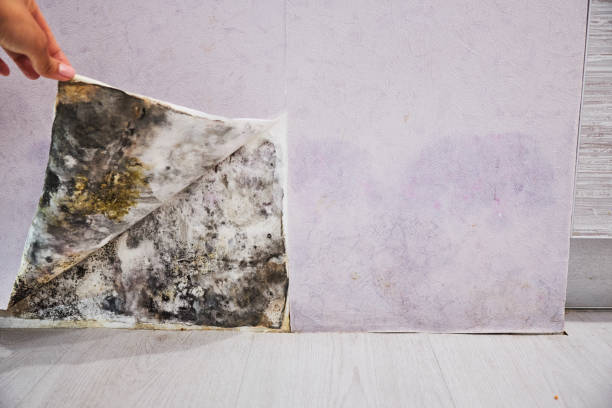 Best Office Mold Removal Services  in Springfield, MA